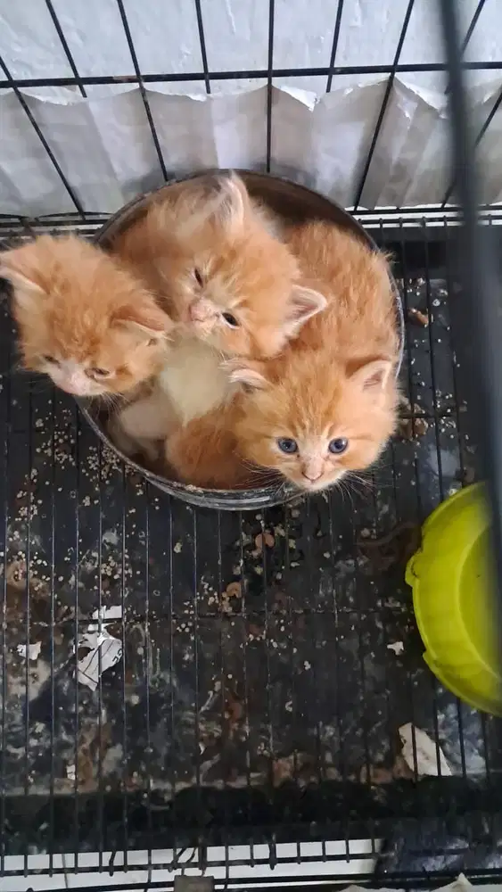 Jual Anak Kucing Anggora 3 bulan warna cream putih