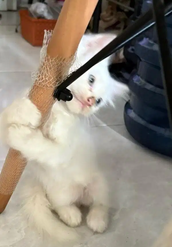 anakan kucing persia