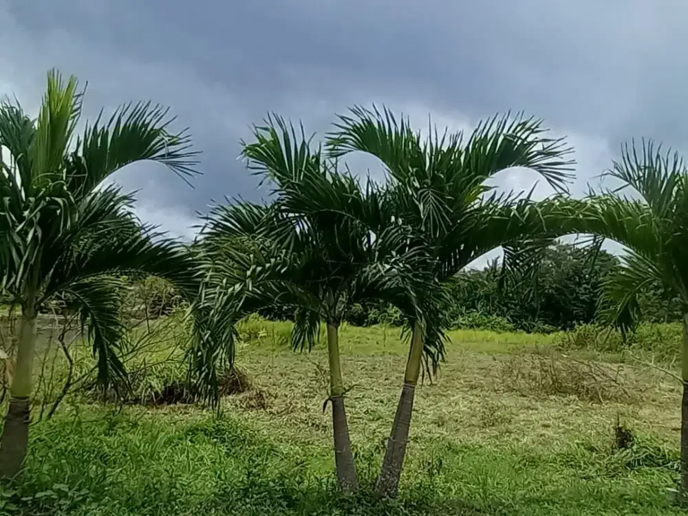 Tanah Murah Godean Sleman  Legalitas Lengkap & Aman