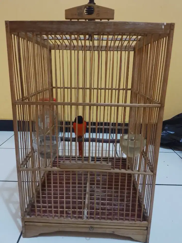 Burung mantenan jinak