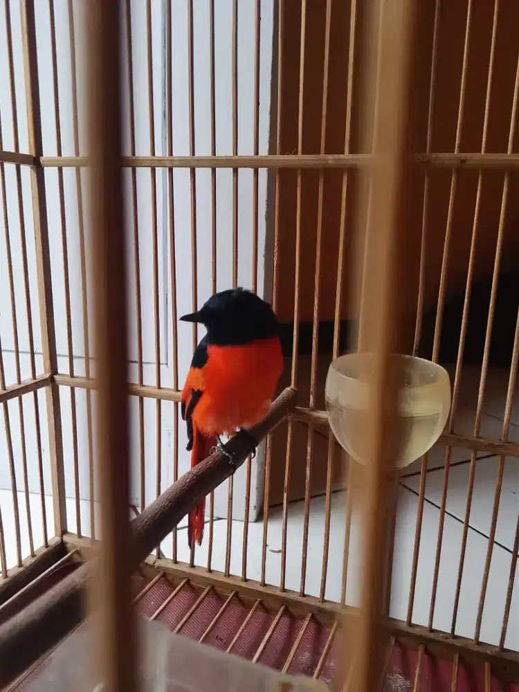 Burung mantenan Remaja jinak