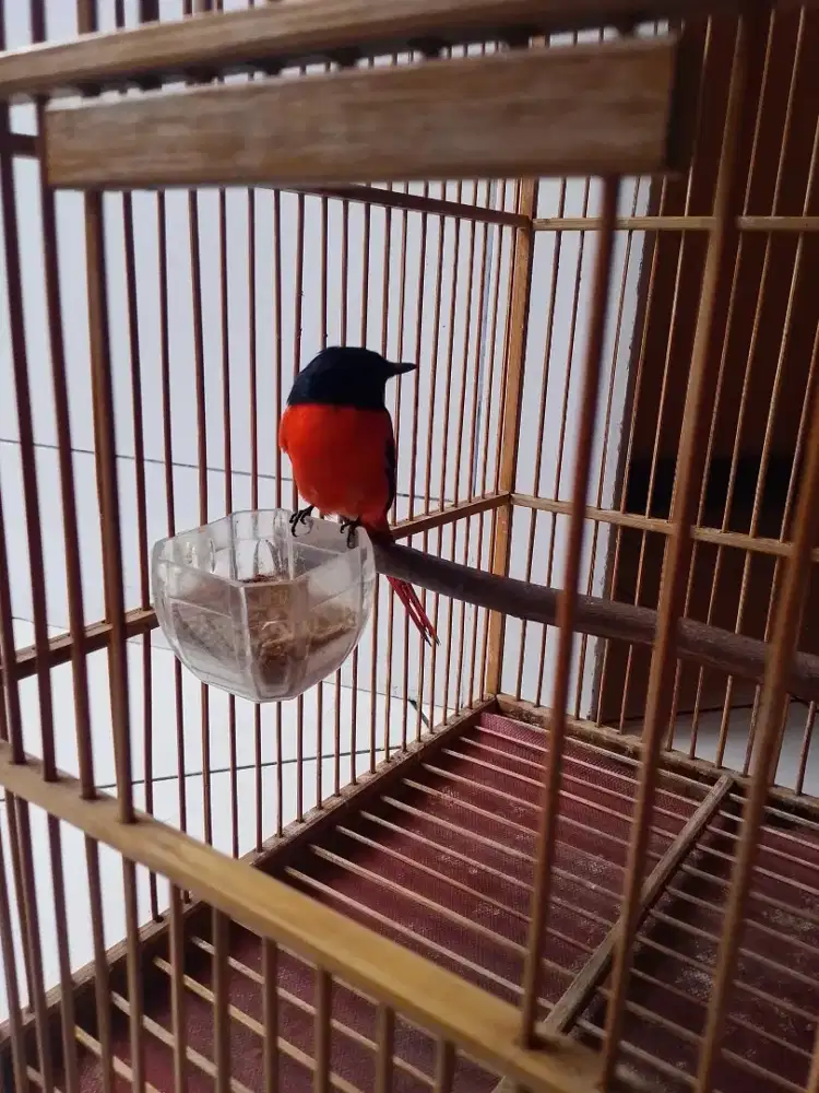 Burung mantenan Remaja jinak