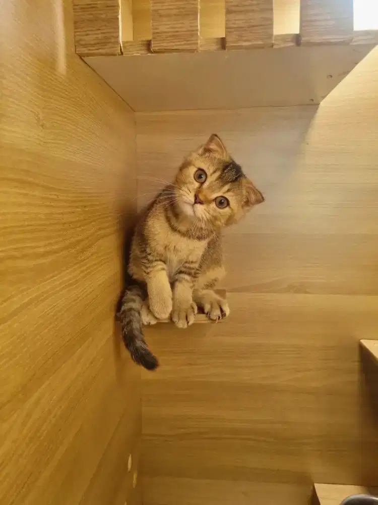 KUCING BSH - SCOTTISH FOLD (GOOD QUALITY)
