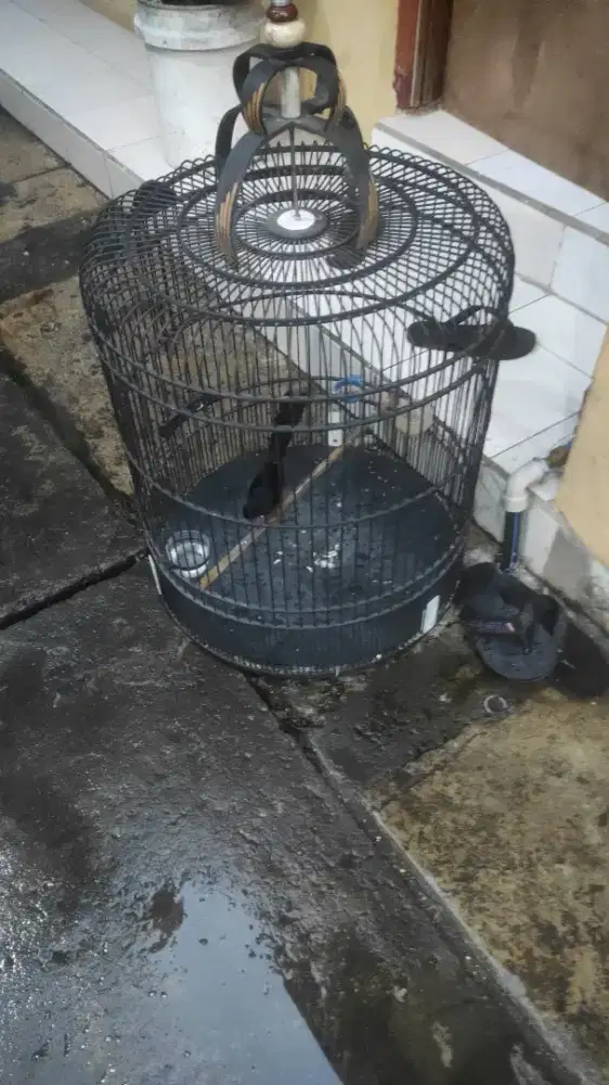 Prestasi gacor dor bunyi 24jam full set