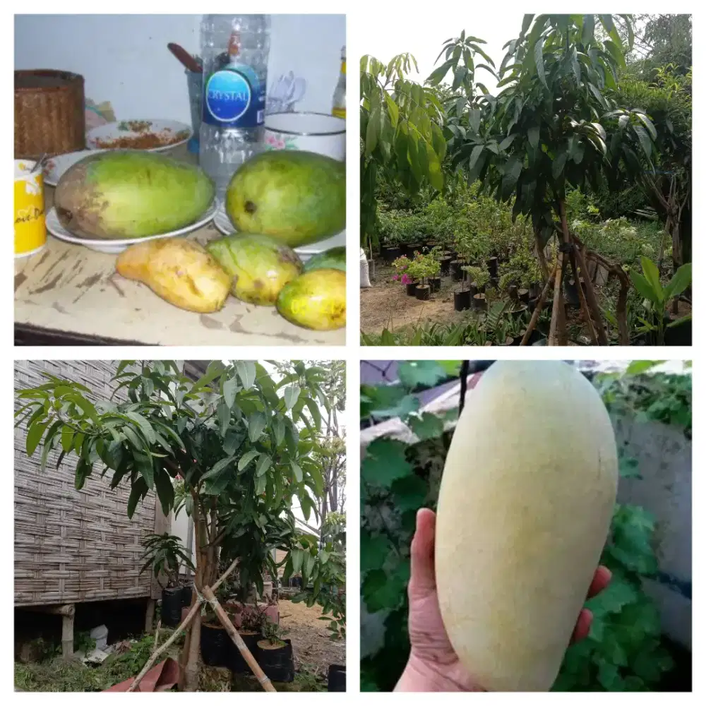 Pohon indukan mangga jumbo khio jay thailand