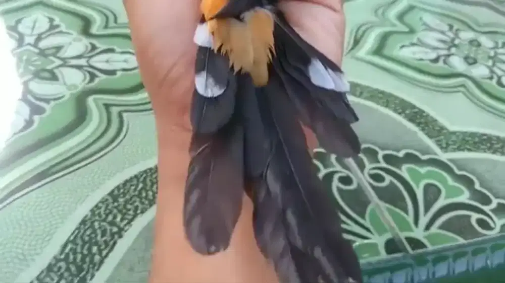 2 Ekor Murai Batu Medan MH