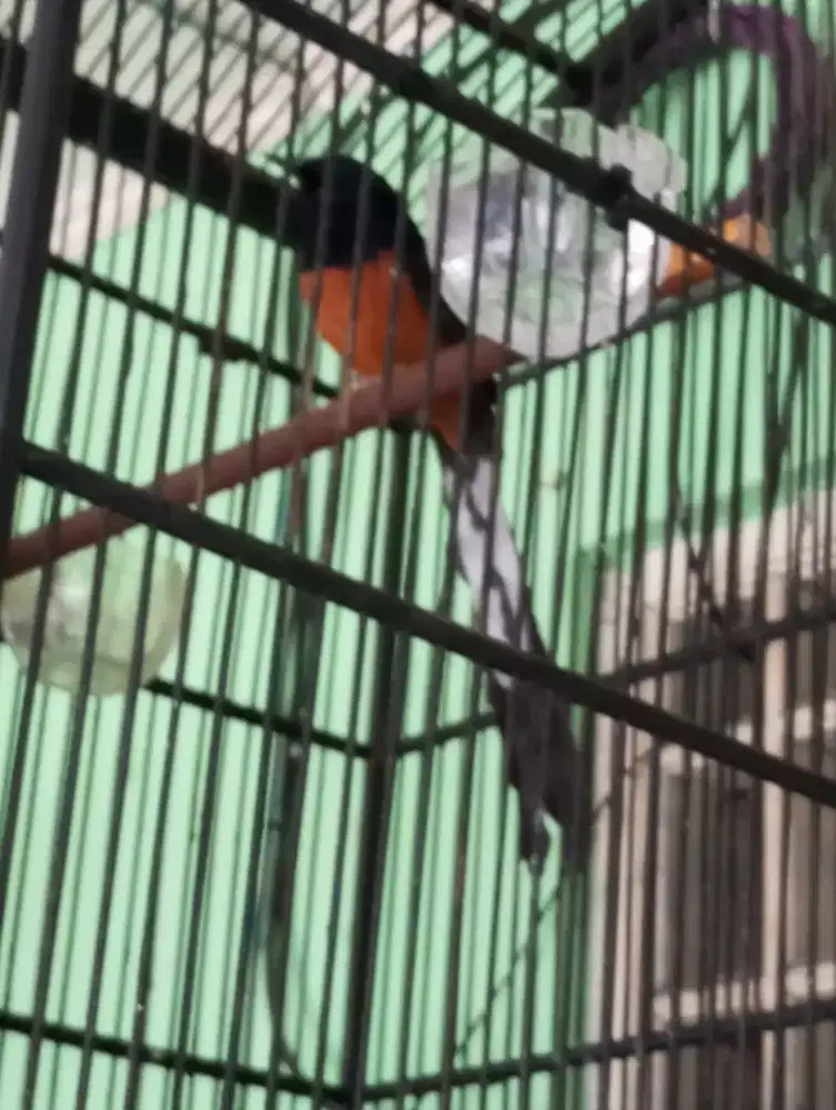 Kandang murai fullset