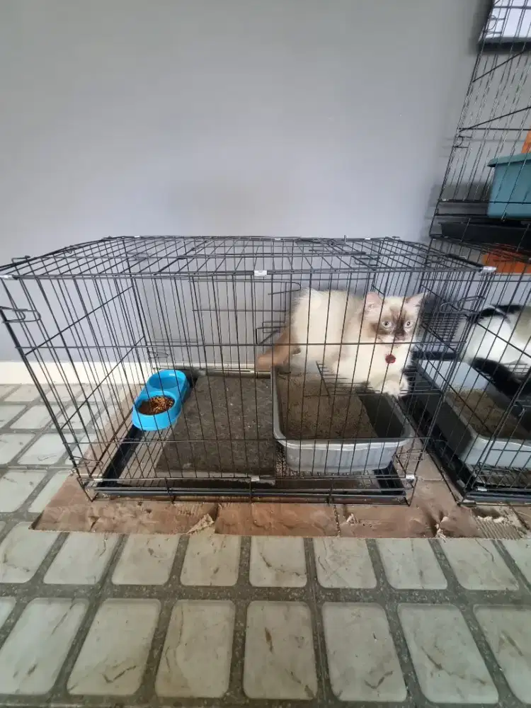 Kucing Himalayan betina 8bln proven sudah vaksin