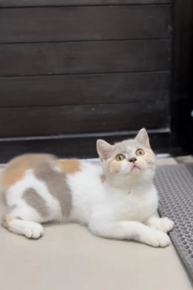 British Shorthair Calico Lilac Import