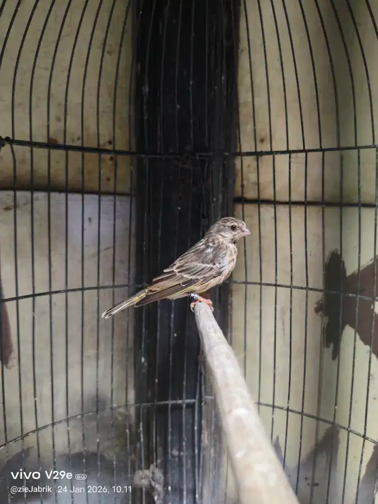 Blacktroat sama sanger muda 850 22 y