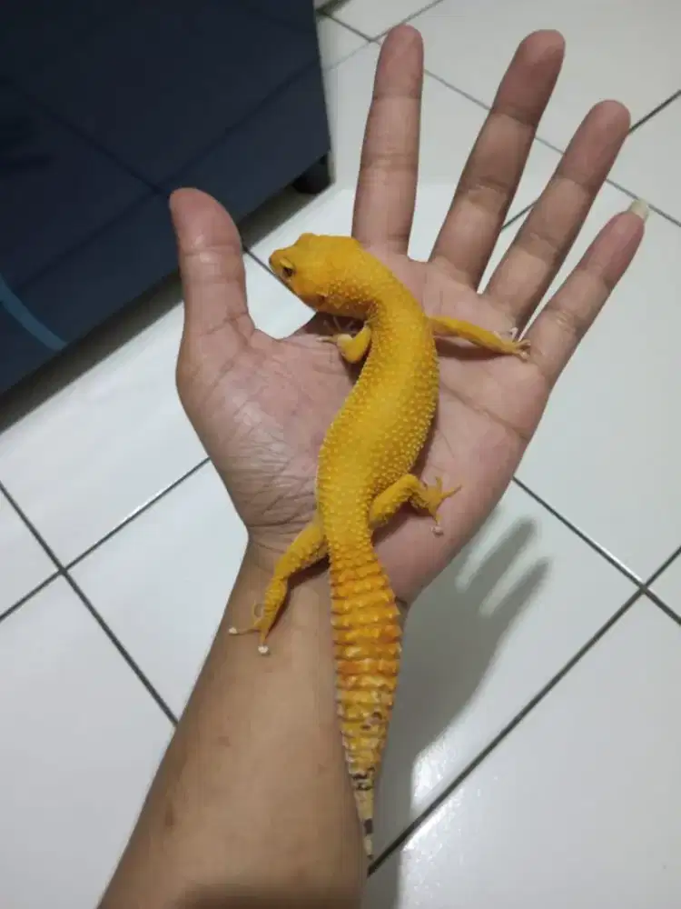 Leopard gecko dewasa