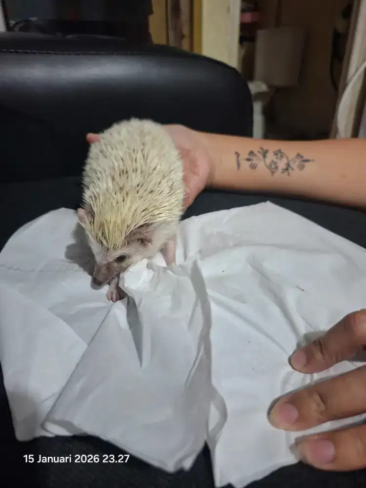 Landak mini harga satuan