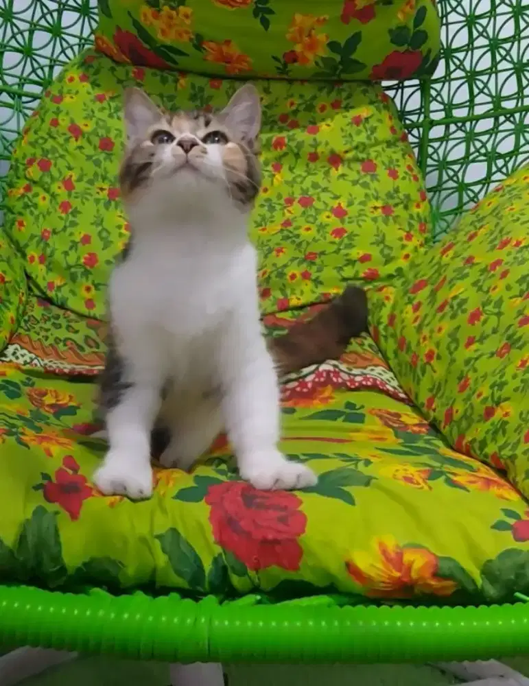 BSH NS Female Calico