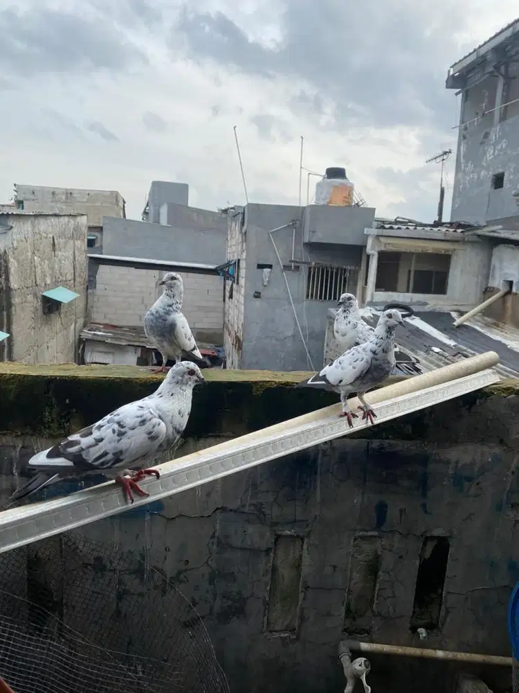 SEPASANG BURUNG DARA GIRING