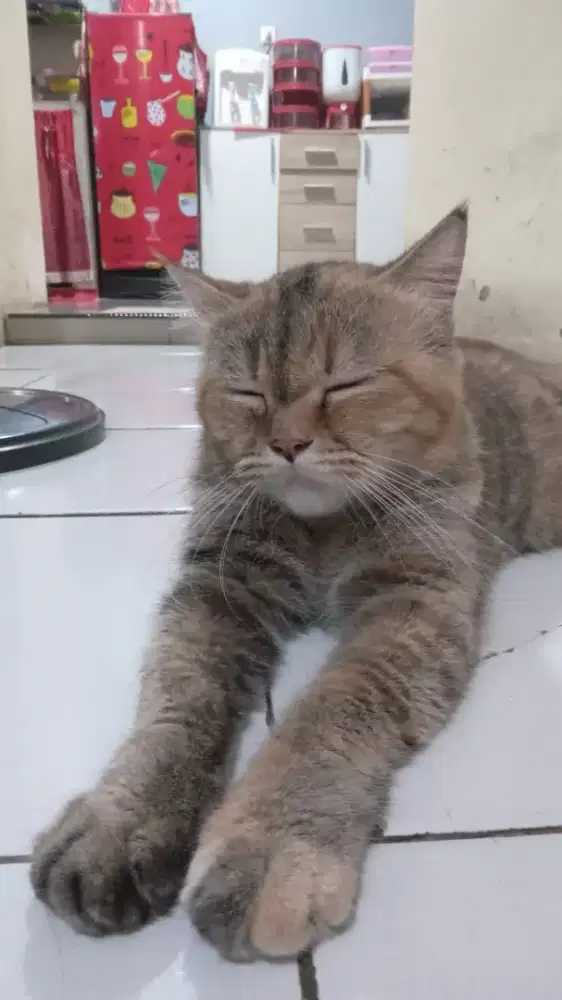 La betina Scootish straight