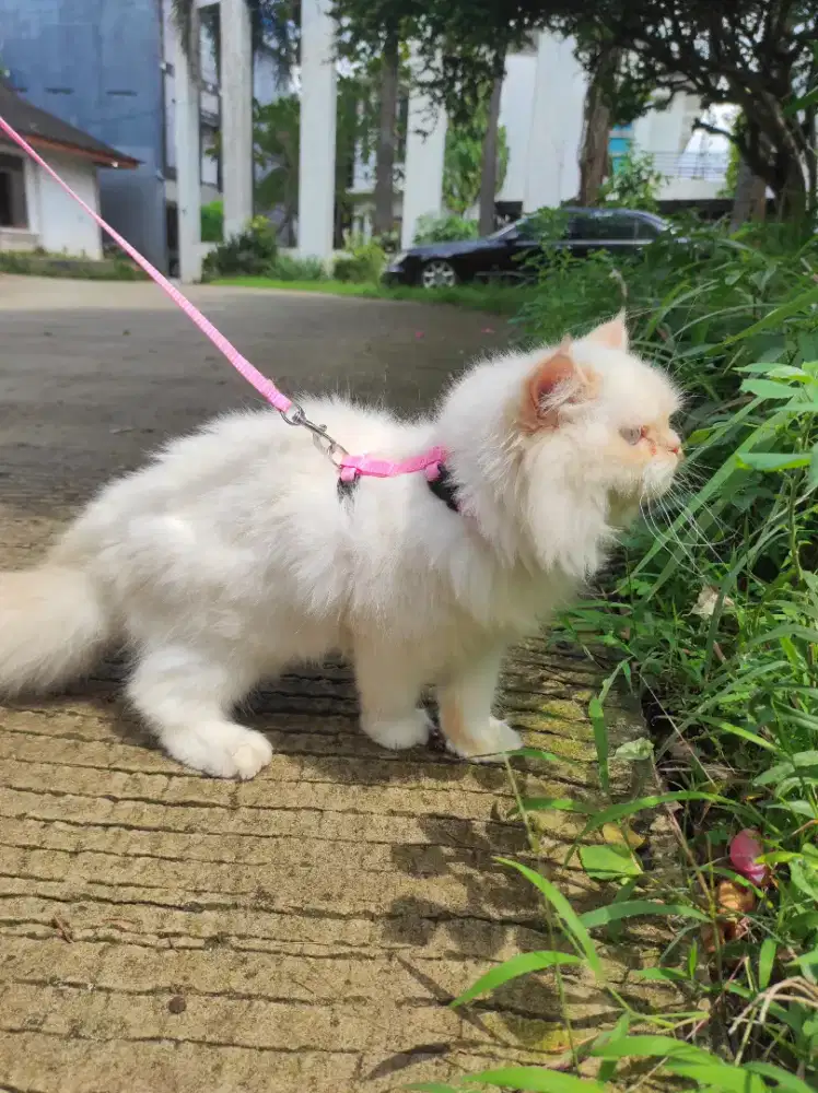 Kitten persia kucing persia cat