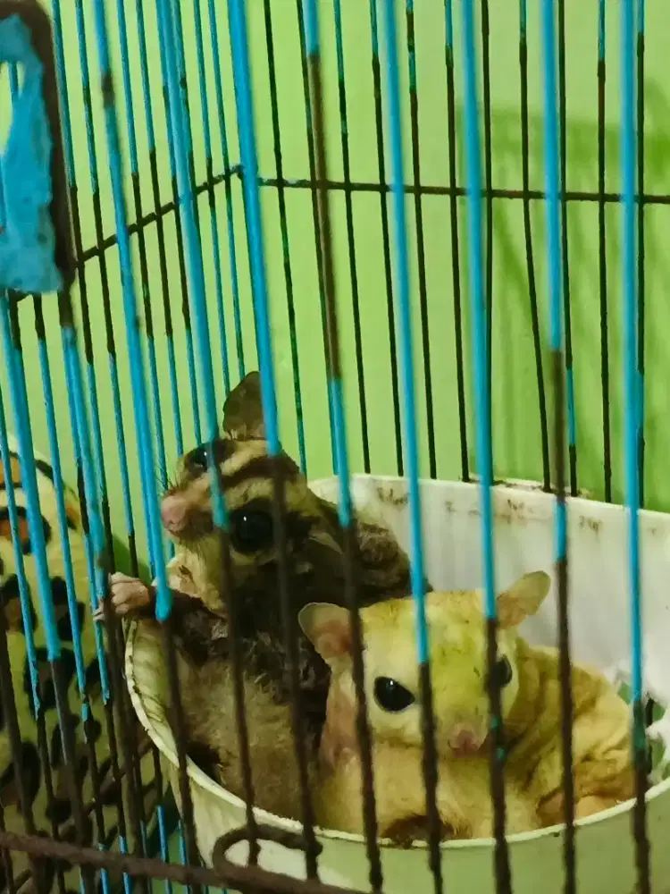 SG Classic grey+ Leucistic 12 month