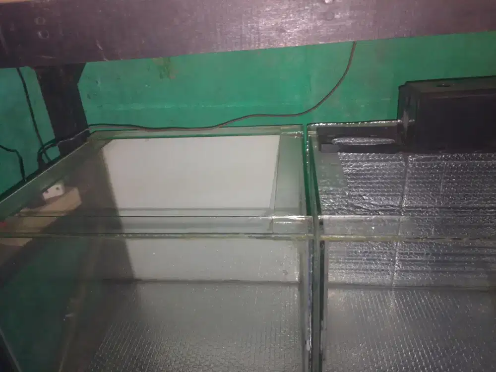 Akuarium bekas louhan dan chana