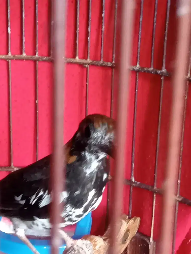 Anis kembang full set kandang plus krodong mulus