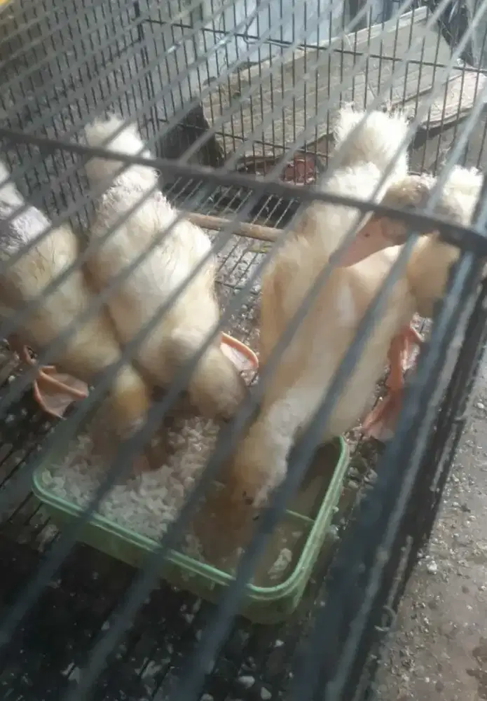 Bebek peking usia 1bulan