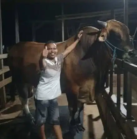 sapi qurban 1 ton timbang riil siap sapi kurban premium terbaik 2026