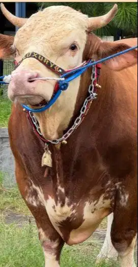 sapi qurban 1 ton timbang riil siap sapi kurban premium terbaik 2026