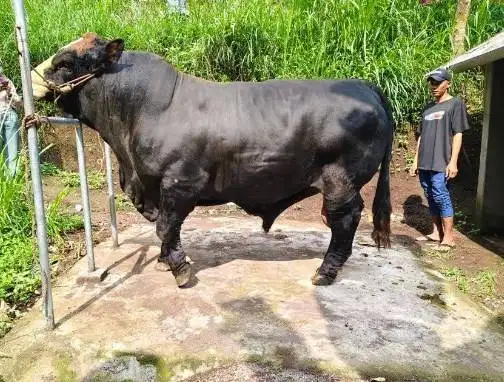 sapi qurban 1 ton timbang riil siap sapi kurban premium terbaik 2026