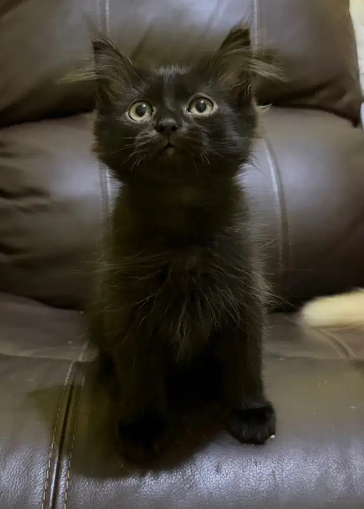 Persia mix Mainecoon Black cat jantan