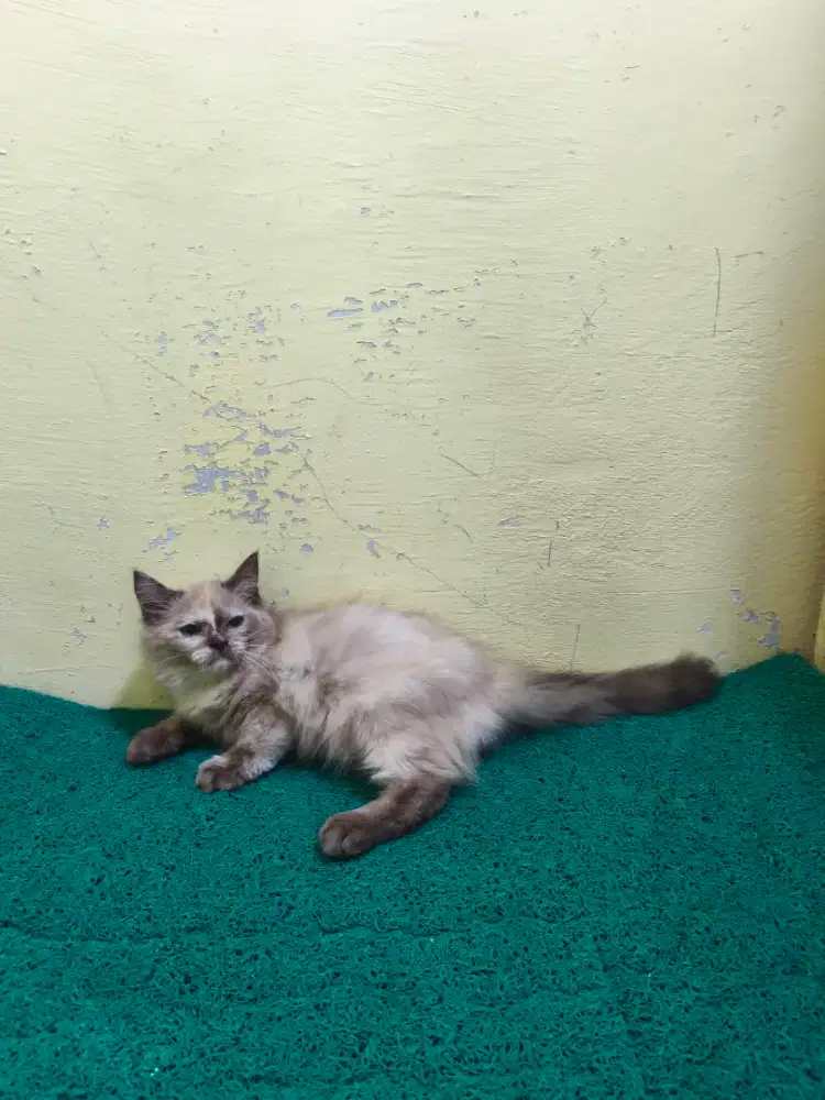 Himadol Betina Kitten