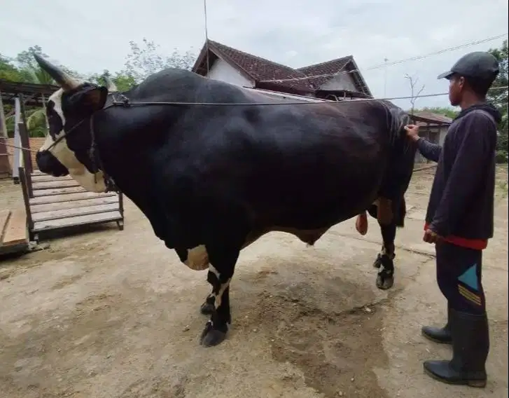 sapi qurban 1 ton siap sapi kurban premium 2026 timbang riil hidup2 ok