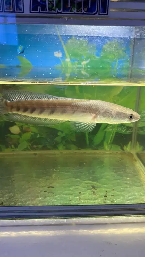 Channa Maru YS 13-14CM flaring