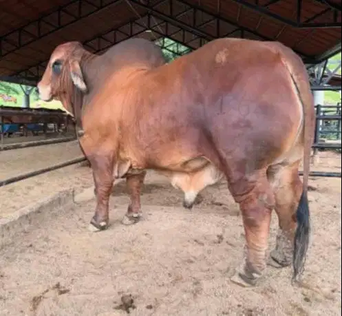 sapi qurban 1 ton siap sapi kurban premium 2026 timbang riil hidup2 ok