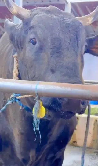 sapi qurban 1 ton siap sapi kurban premium 2026 timbang riil hidup2 ok