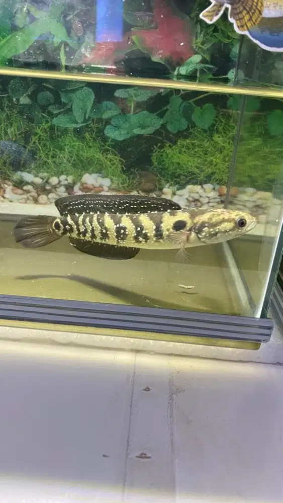 Channa Asiatica WS 12-13CM Flaring gigit kaca