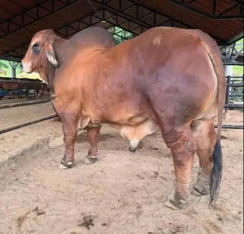 sapi qurban 1 ton timbang riil hidup2 siap sapi qurban premium 2026 ok