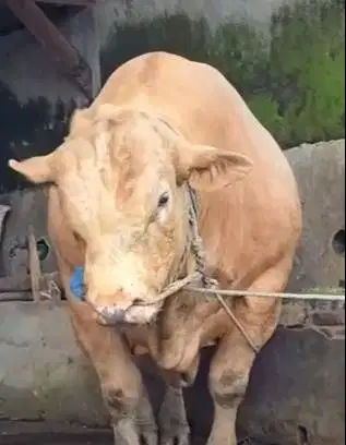 sapi qurban 1 ton timbang riil siap sapi kurban terbaik 2026 jamin top