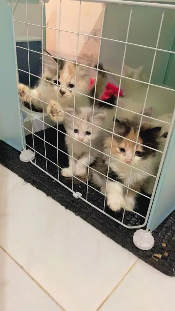 Kitten persia flat long hair