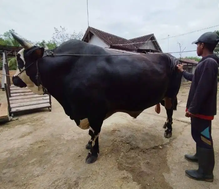 sapi 1 ton siap sapi qurban premium 2026 timbang riil rawatan kandang