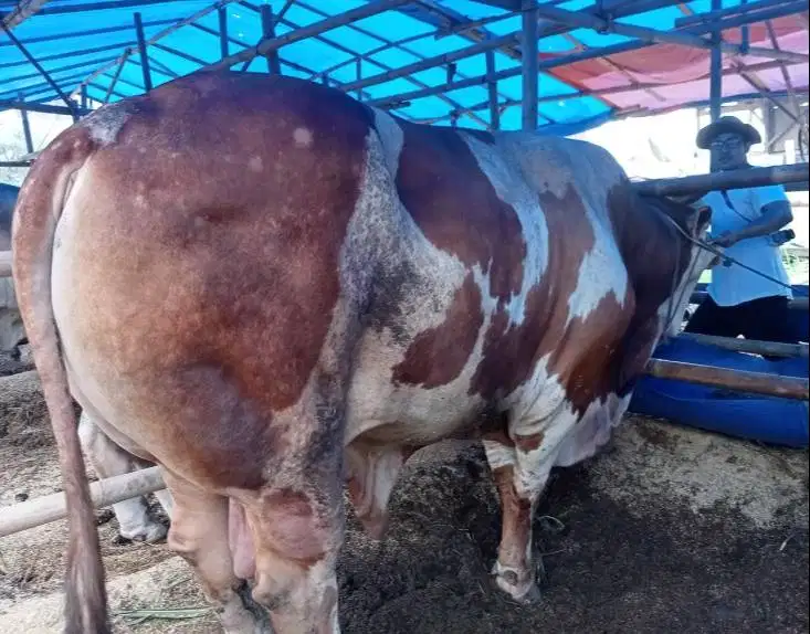sapi qurban 1 ton siap sapi kurban premium 2026 timbang riil jamin top