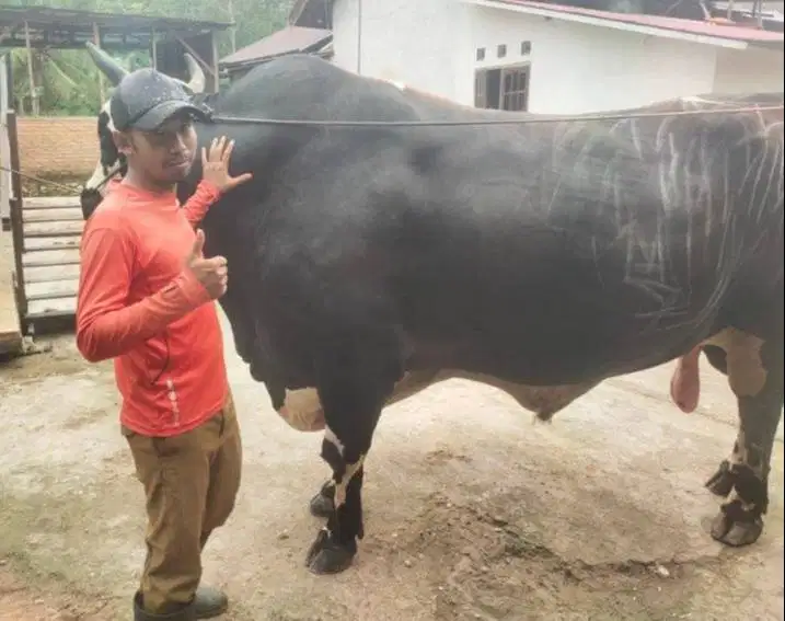sapi qurban 1 ton siap sapi kurban premium 2026 timbang riil jamin top