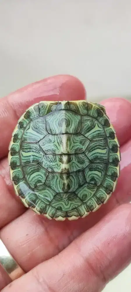 Kura Brazil hybrid pilihan