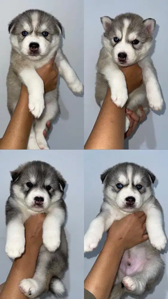jual husky jual siberian husky