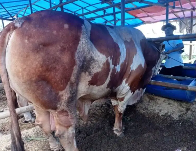 sapi 1 ton siap sapi kurban premium 2026 timbang riil jamin manteb top