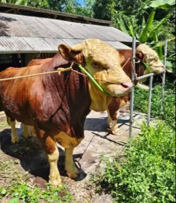 sapi 1 ton siap sapi kurban premium 2026 timbang riil jamin manteb top