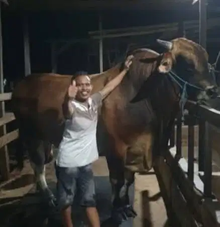 sapi 1 ton siap sapi qurban premium 2026 timbang riil hidup2 jamin top