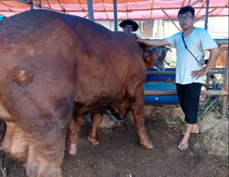 sapi 1 ton siap sapi qurban premium 2026 timbang riil hidup2 jamin top