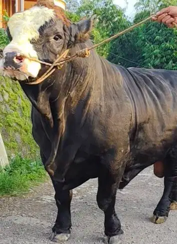 sapi 1 ton siap sapi qurban premium 2026 timbang riil jamin manteb top