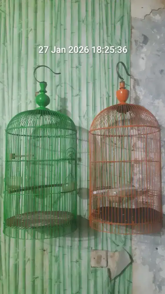 Kandang lovebird no tebok