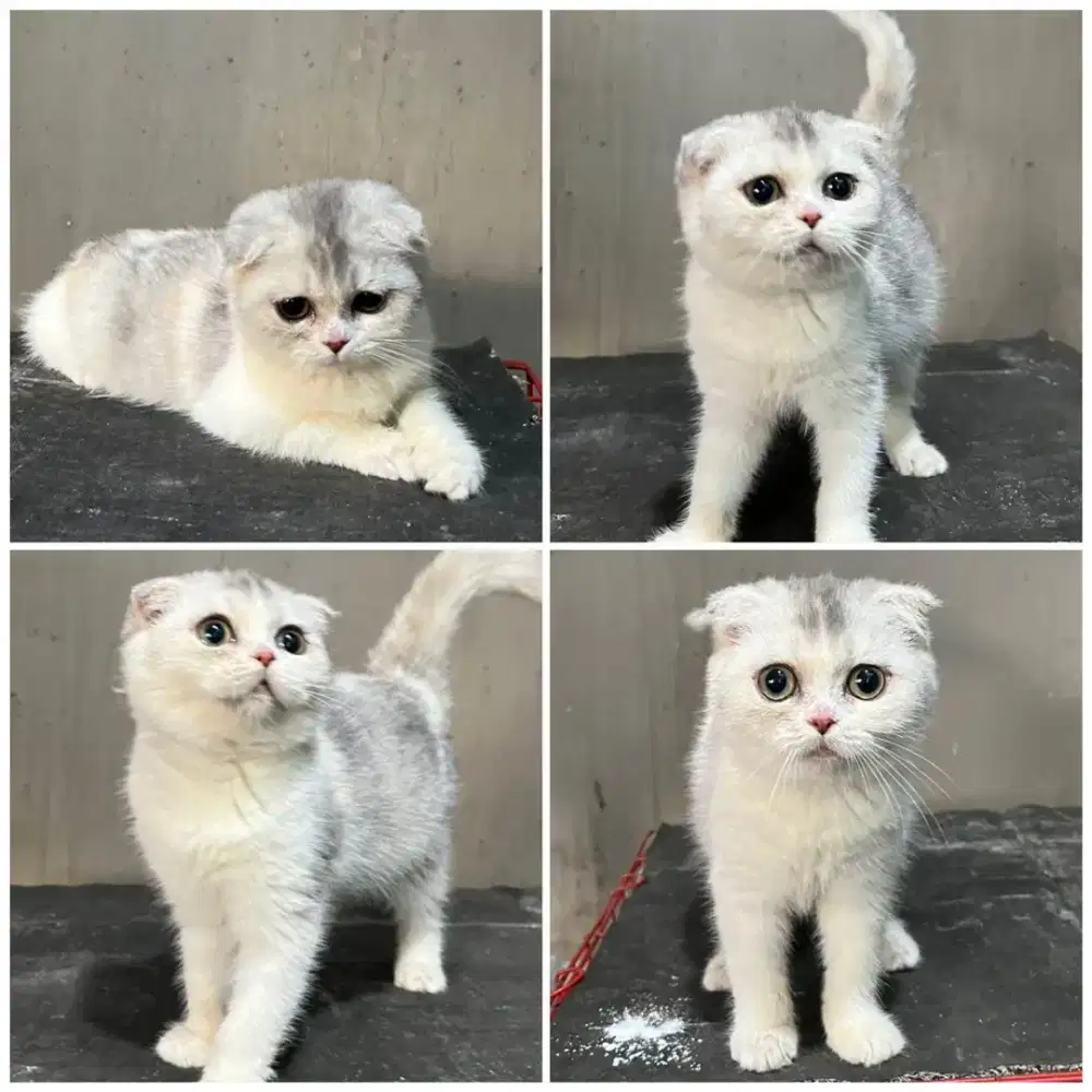 Kucing scottish fold betina