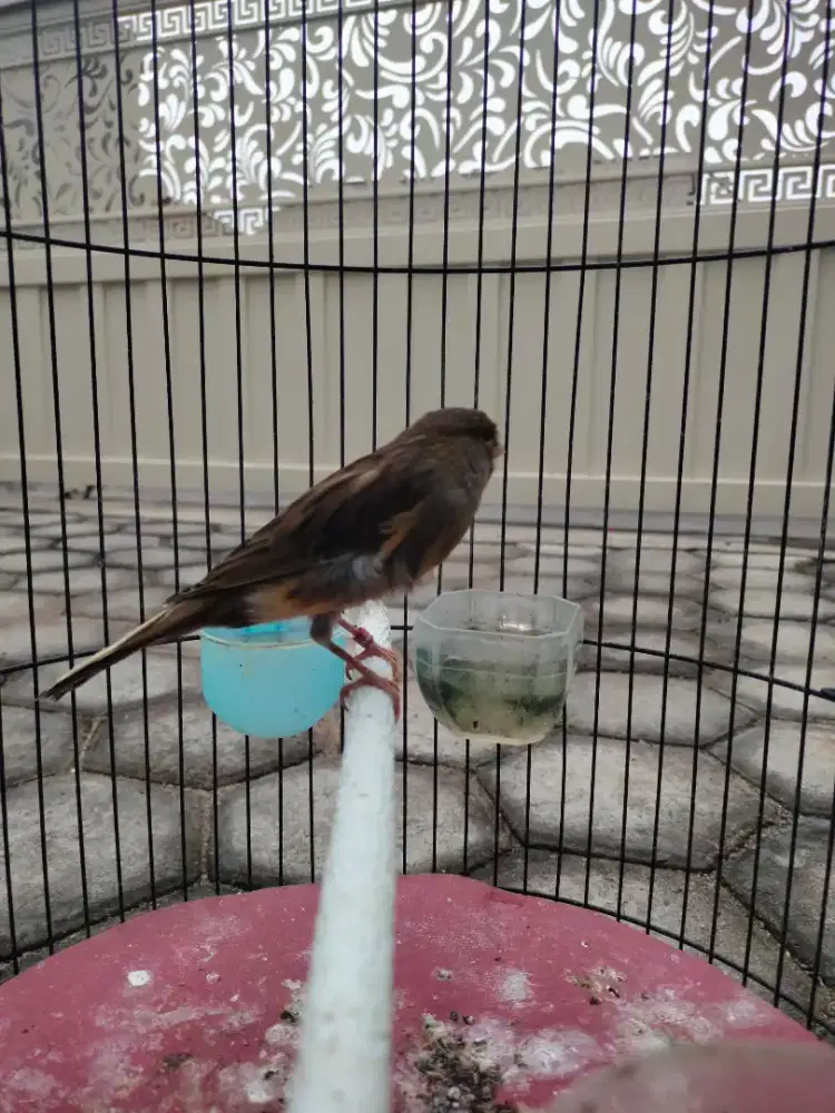 Burung kenari fullset